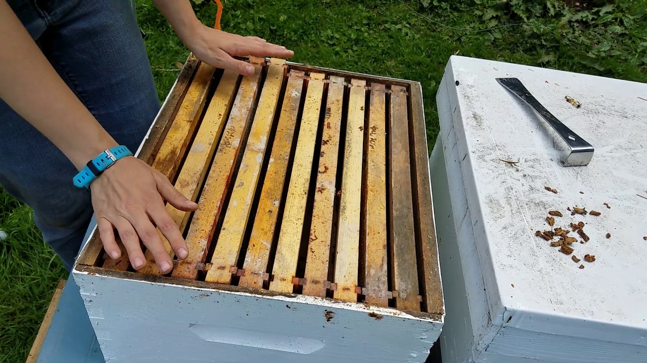 Honeybee hive deadout cleaning after winter part 2 YouTube