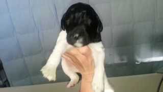 The 7 girls and 3 boys of the Louisiana Litter_MoJazz Poodles