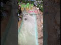 Một quán cafe siêu đẹp ! #Mr77 #cafe #vuonthiengioi #saigon