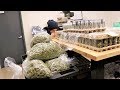 Inside a Huge Legal Weed Growing Facility