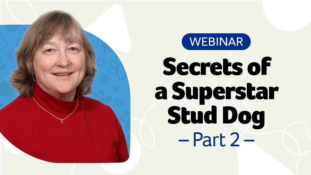 Secrets of a Superstar Stud Dog Webinar Part 2