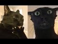 Funny moments of cats  funny compilation  fails of the week 26