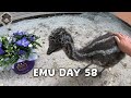 Emu Life Day 58 - Baby Ostrich received a flowers bouquet as a gift