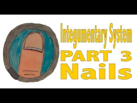 Integumentary System, Part 3: Nails