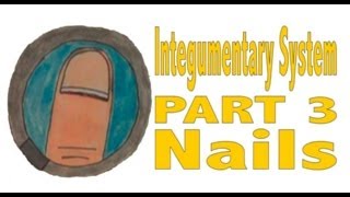 Integumentary System, Part 3: Nails