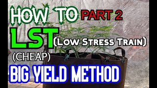 (LST) Low Stress Training Cannabis plants - Guide - Part 2