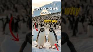 They Walk Up to Humans for a Reason Few People Imagine.#interestingfacts #animals #curiosities