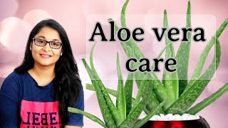 Aloe Vera plant, Aloe vera plant care , एलो वेरा की देखभाल  #aloevera #gardening #plants