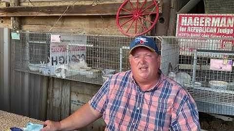 Feeding show / meat pen rabbits!