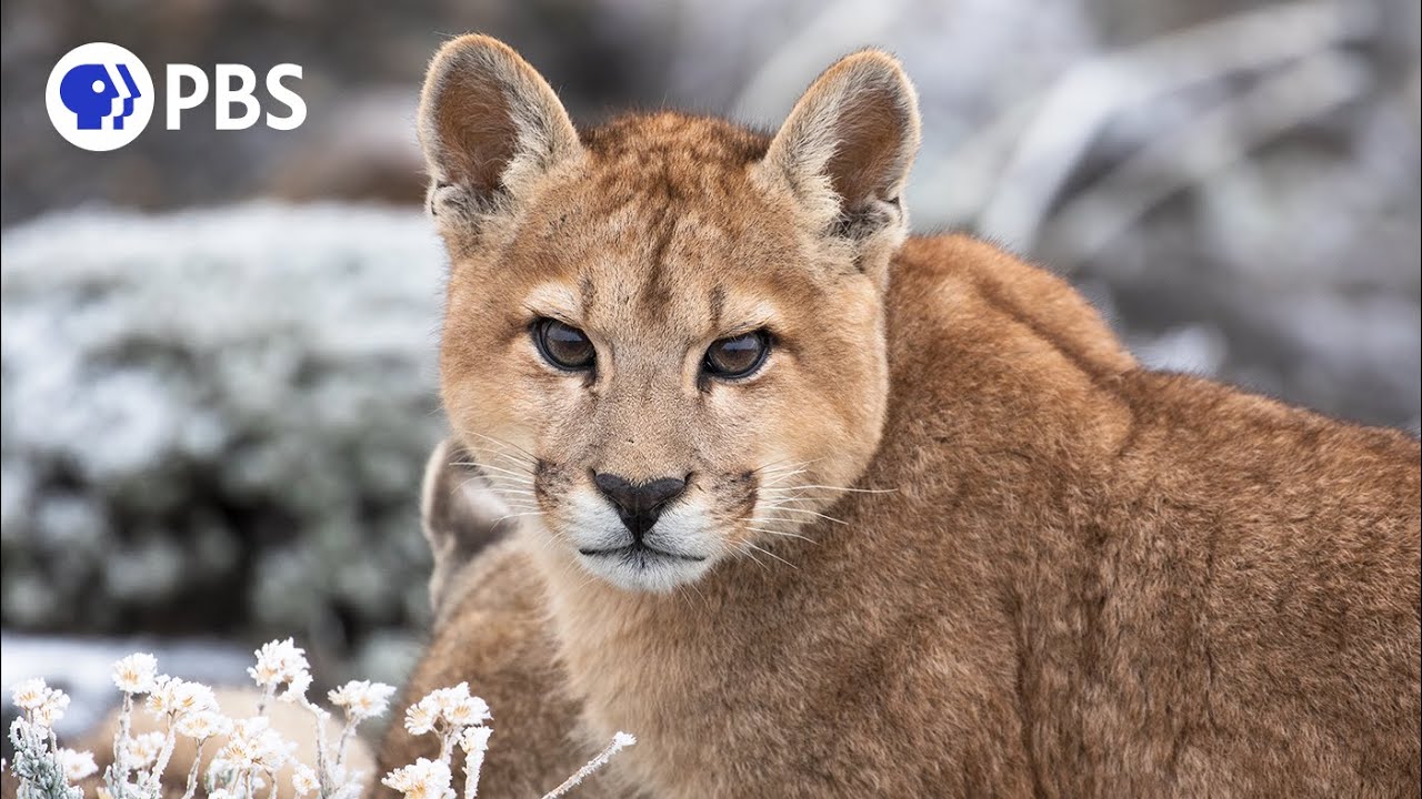 Miles club kader Mother Puma Teaches Daughter How to Hunt - YouTube