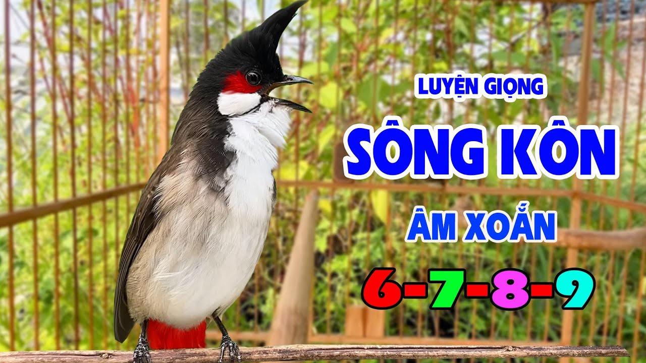Luyện Chào Mào Hót Giọng SÔNG KÔN  | Chào Mào Song Kon Hót