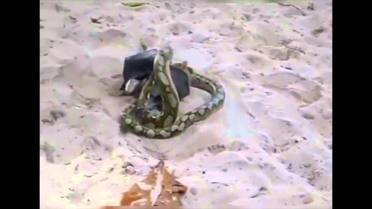 Flying fox bat fighting Python - YouTube