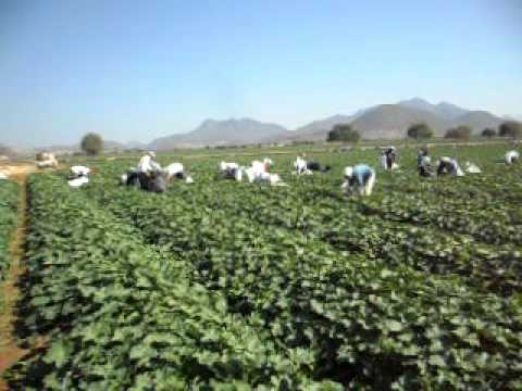 Campos Meloneros de San jeronimo Michoacan