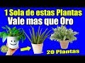 Si Tienes 1 de estas 20 Plantas en tu Casa, No Sabias que Tienes un tesoro! Cuídala como a tu Vida!