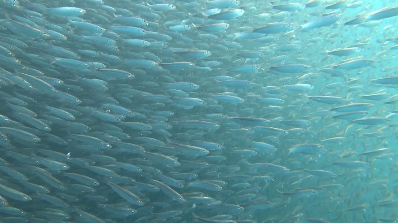OKINAWAミジュン（魚）の大群と海中散歩 - YouTube