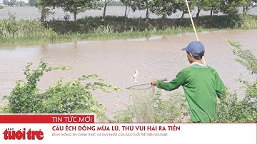 Câu ếch đồng mùa lũ, thú vui hái ra tiền
