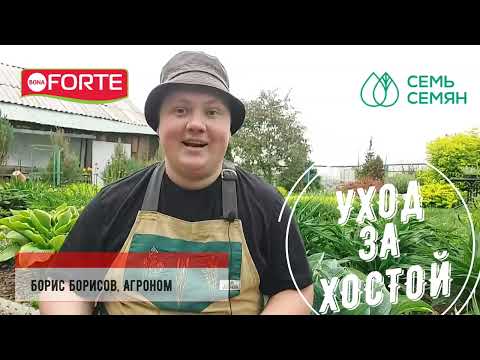 Видео: Потребность хосты в удобрениях: информация о подкормке хосты