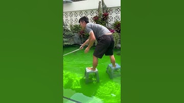 Cá Phi Phụng Bay Trong Hồ Cá Koi #loczenkoi #koipond