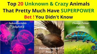 Top 20 Unknown & Crazy Animals That Pretty Much Have SUPERPOWER