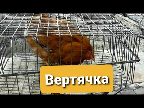 Петух закрутил головой