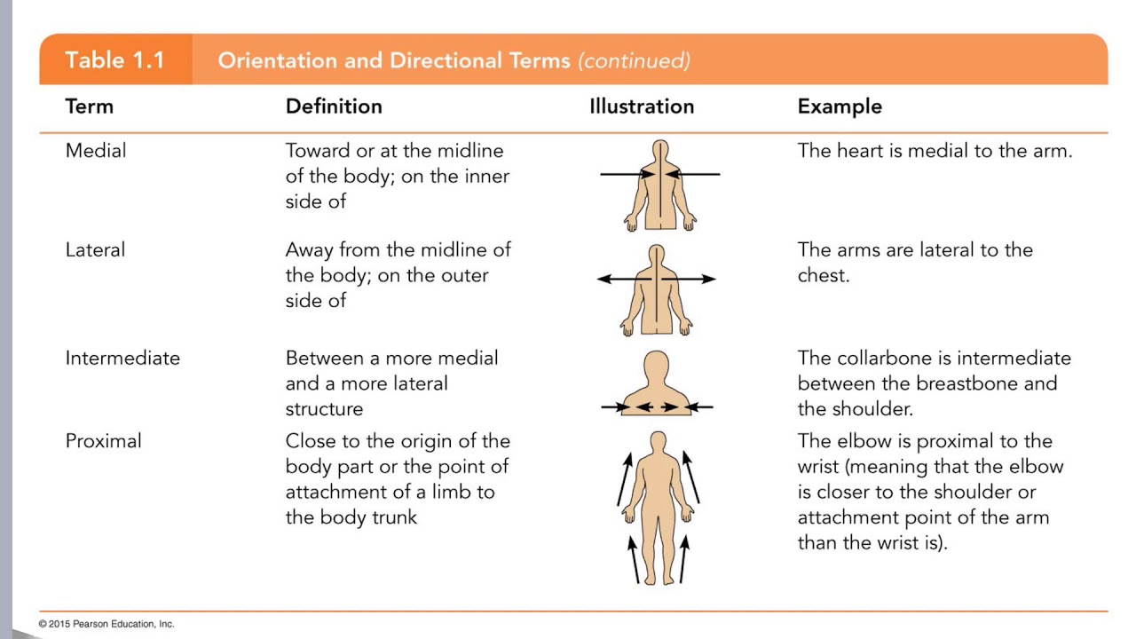 Anatomical Position Dopswing