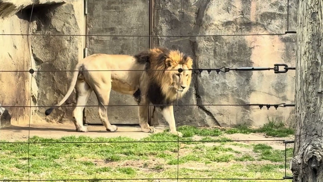 八木山動物公園 ライオン サン - YouTube