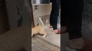 Funny Cat 133