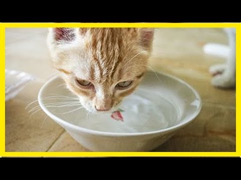 Video: Why Does The Cat Drink A Lot?