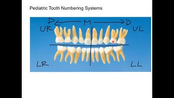 Primary Numbering System Tutorial