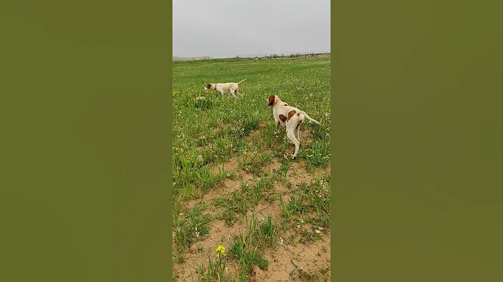 My English pointer's 😁 - DayDayNews