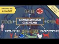 Кровеносная система человека, животных. Биология 7 класс. Сердце. Круги кровообращения Функции крови