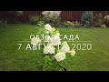 Обзор сада 7 авг 2020. Розы, гортензии, урожай и землеройка.