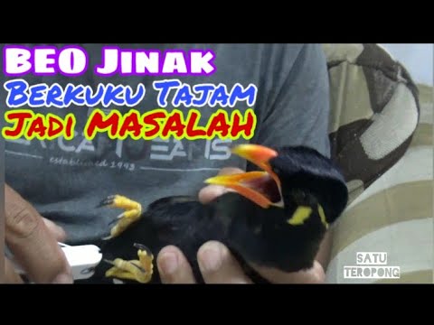 Video: Cara Memotong Cakar Burung Beo