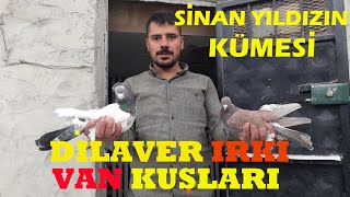 Van Kuşlari /Si̇nan Yildiz/Sedat Yildiz