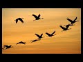 Птицы улетают. Музыка Сергея Чекалина. The birds are flying away. Music by Sergei Chekalin.