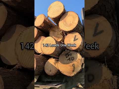 Video: Cypress swamp: piav qhia, cog thiab saib xyuas