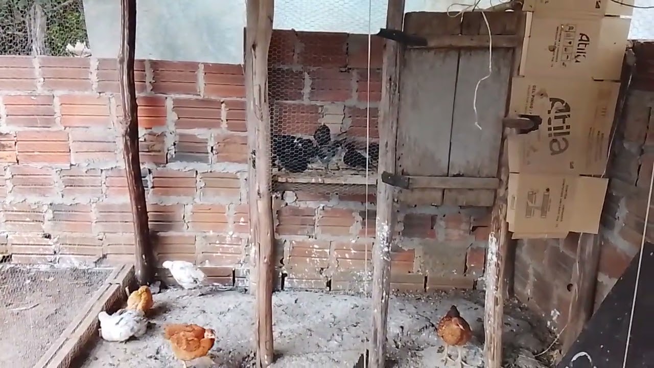 Como começar sua criação de galinhas poedeiras: Guia Passo a Passo