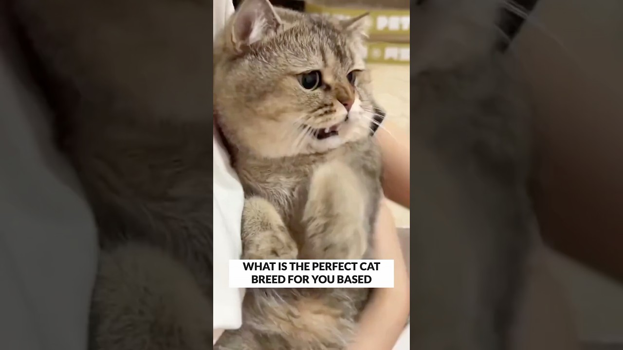 Best Cat Breed For You (Zodiac Sign)