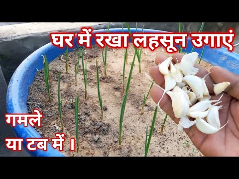 वीडियो: लहसुन के पौधे कैसे लगाएं?