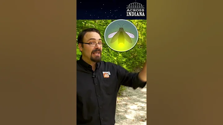 #Shorts Why do fireflies glow? #AcrossIndiana #Fireflies #Insects #Bugs #Science #Summer