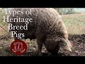 Lard Pig vs Bacon Pig vs Lean Pig: The Characteristics of Heritage Breed Pigs