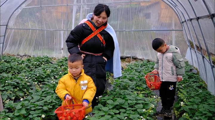 欣怡全家去大棚摘草莓，一斤就賣40塊錢，就為帶孩子體驗採摘樂趣【農村小野】 - 天天要聞