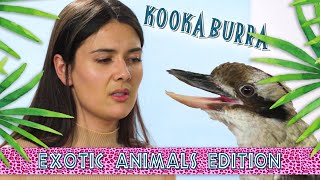 Patti Reviews Exotic Animals Kookaburra