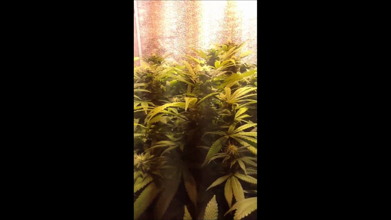 Gods gift grow jan 14th