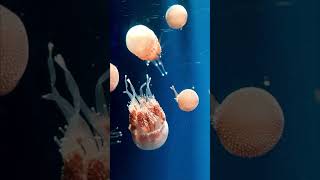 Energy Healing Video For The Healing Of Anxiety. #energyhealing #reiki #reikihealing #heal #anxiety