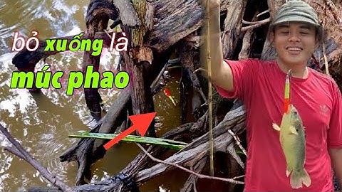 Câu cá rô đồng, dẫn cần thủ mới đến điểm này gặp ngay bầy CÁ RÔ MỀ háu ăn giựt quá xá đã