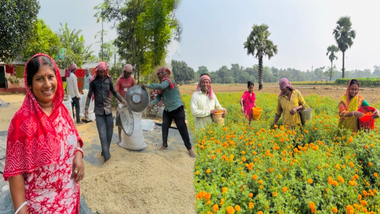 ধান বিক্রি করে দিলাম আর সারাদিনটা কাটল মাঠে ফুল তুলতে।