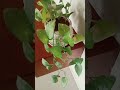 good morning🌱
