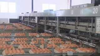 Система сбора яиц из Китая
