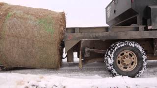 Feeding cattle after a winter storm in Oklahoma, February 2014